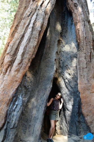 Me inside a portion of burnt tree