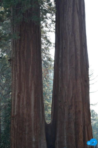 Twin Sequoias