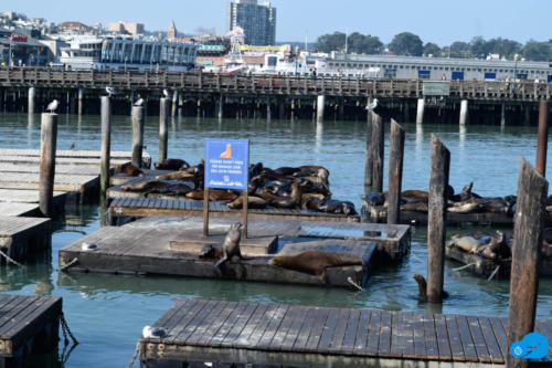 Sea Lions @ Pier 39