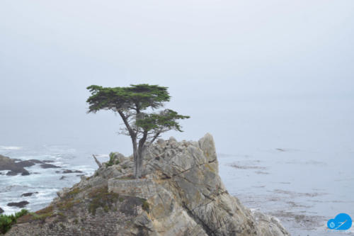 Lone tree on 17-mile drive