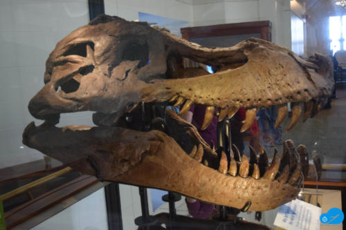 Real skull of Titanosaur