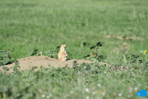 Prairie Dogs