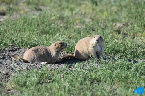 Prairie Dogs