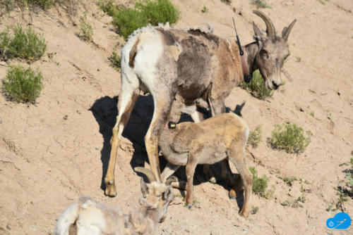 Mountain goat feeding