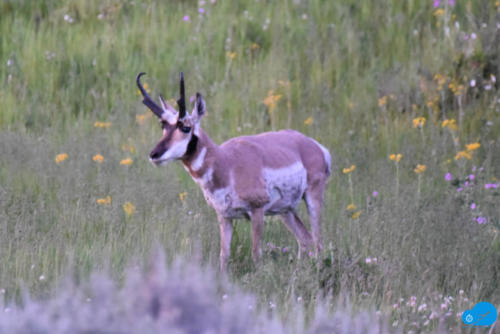 Pronghorn