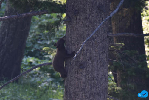 Bear cub