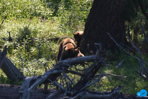 Mama bear with cubs