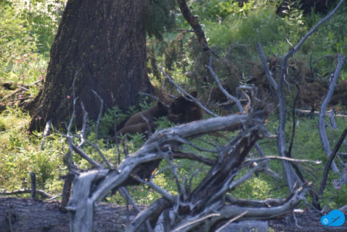 Mama bear feeding cubs