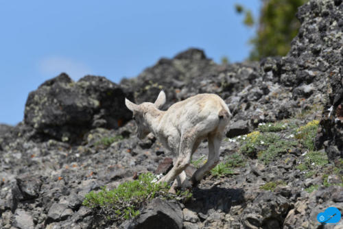 Baby Mountain Goat