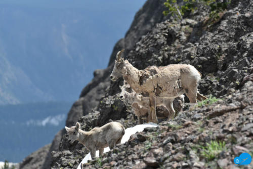 Family Time for Mountain Goats