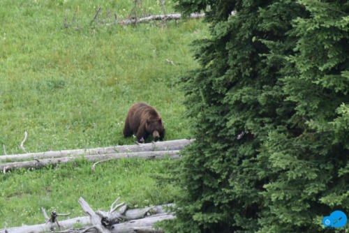 Male Grizzly Bear