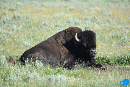 Bison in deep thoughts