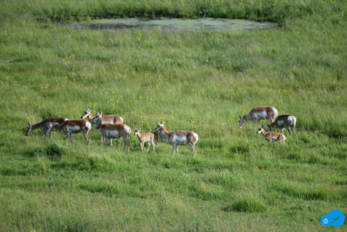 Group of Pronghorns