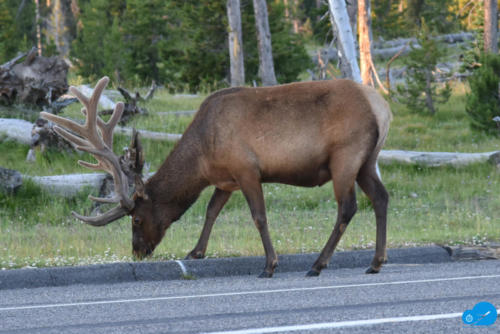 Male Elk