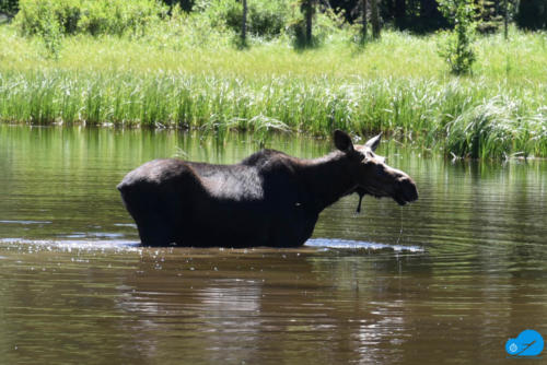 Female Moose